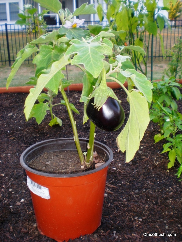 eggplant